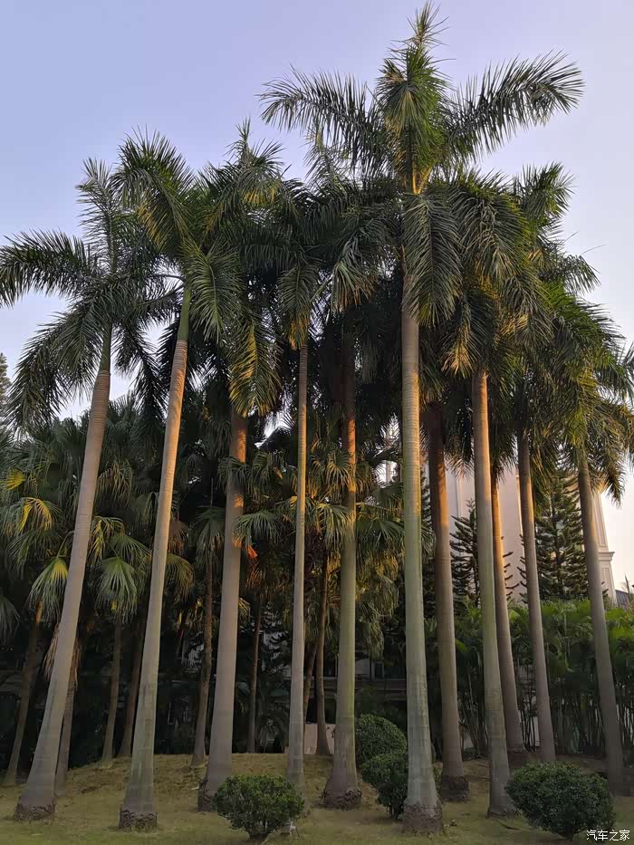 这个应该是椰子树吧,第一次看见这种树