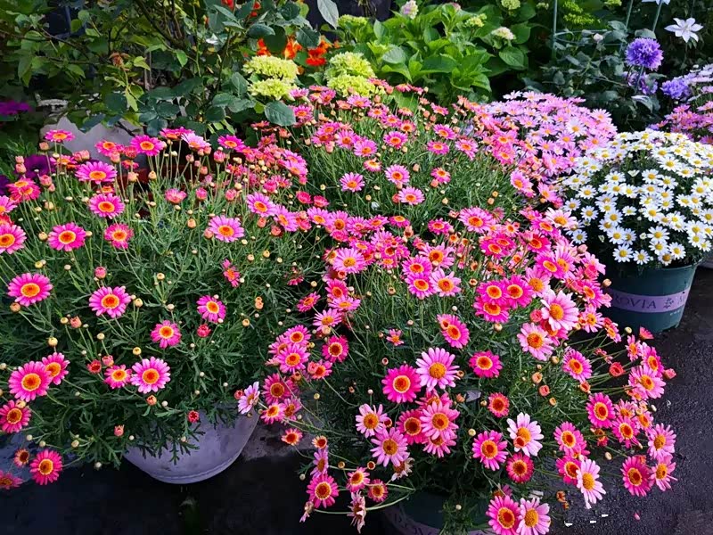 木春菊,又名玛格丽特花,很适合秋天养的花,好养易成活.