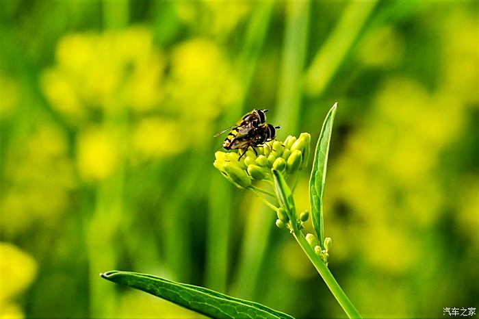 虞舜公园油菜花图片