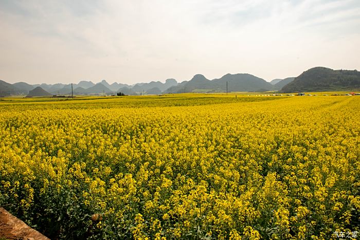 罗平油菜花海观赏地小法郎村