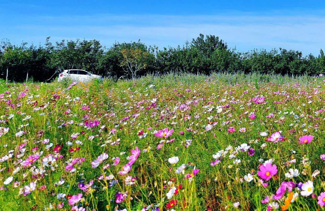滹沱河畔走一走却发现了一片花海