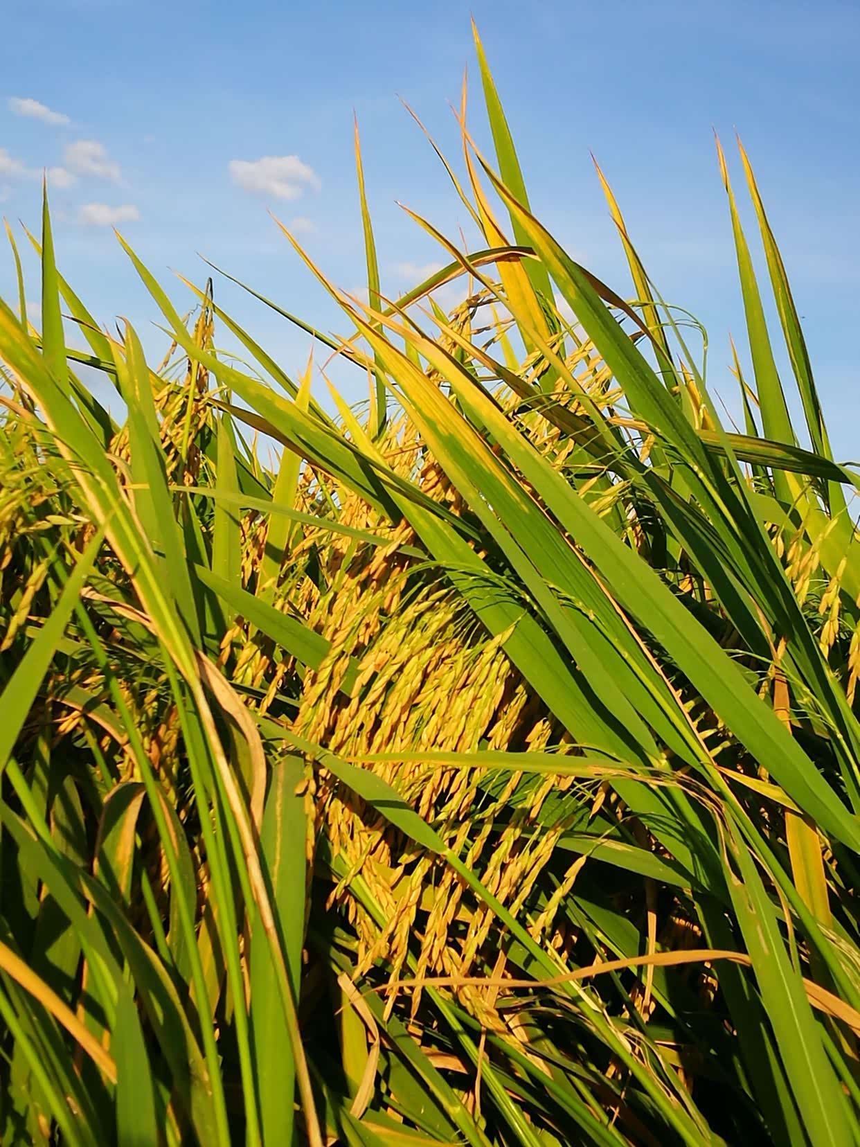 一穗穗饱满金黄的稻谷迎风飘扬.
