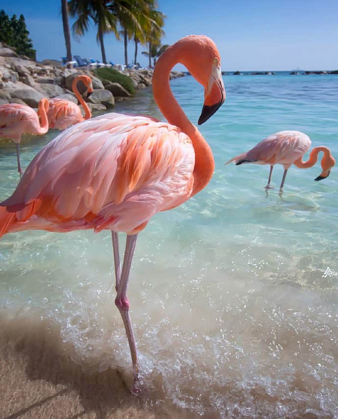阿鲁巴岛上的火烈鸟,好可爱呀!