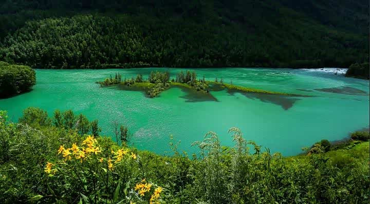 春天的喀纳斯山花烂漫,芳草萋萋.