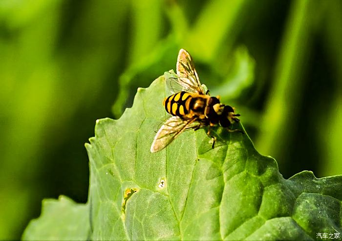 虞舜公园油菜花图片