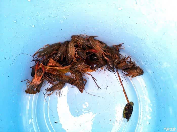 夏天就得浪,和小四一起去池塘捞小龙虾