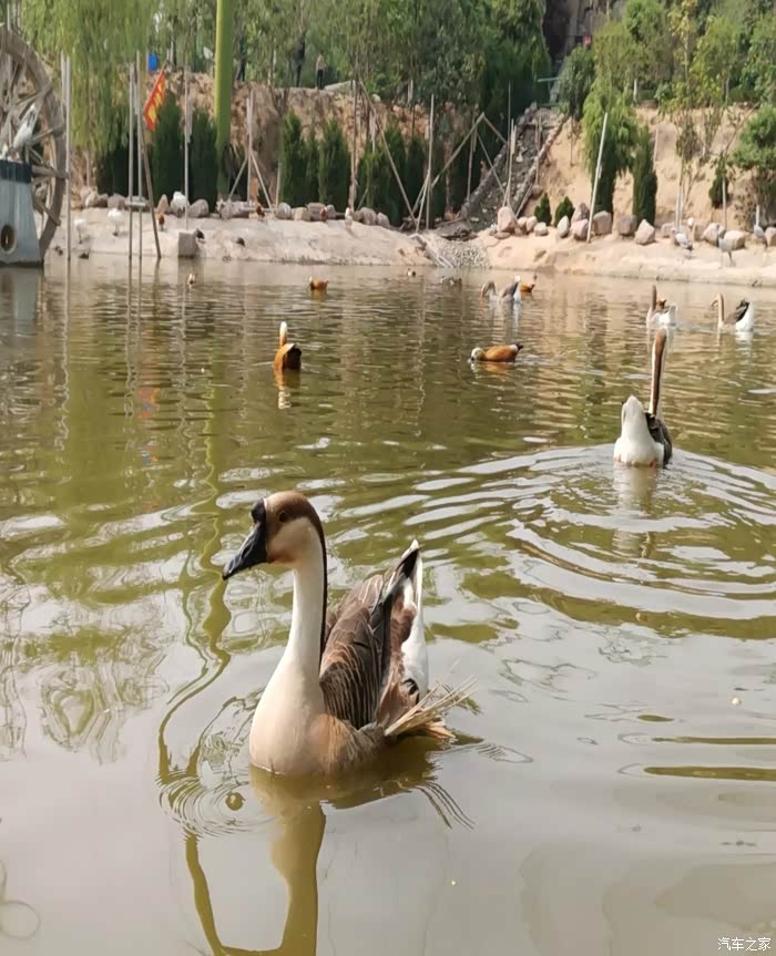 春日自驾好时光五龙山动物园