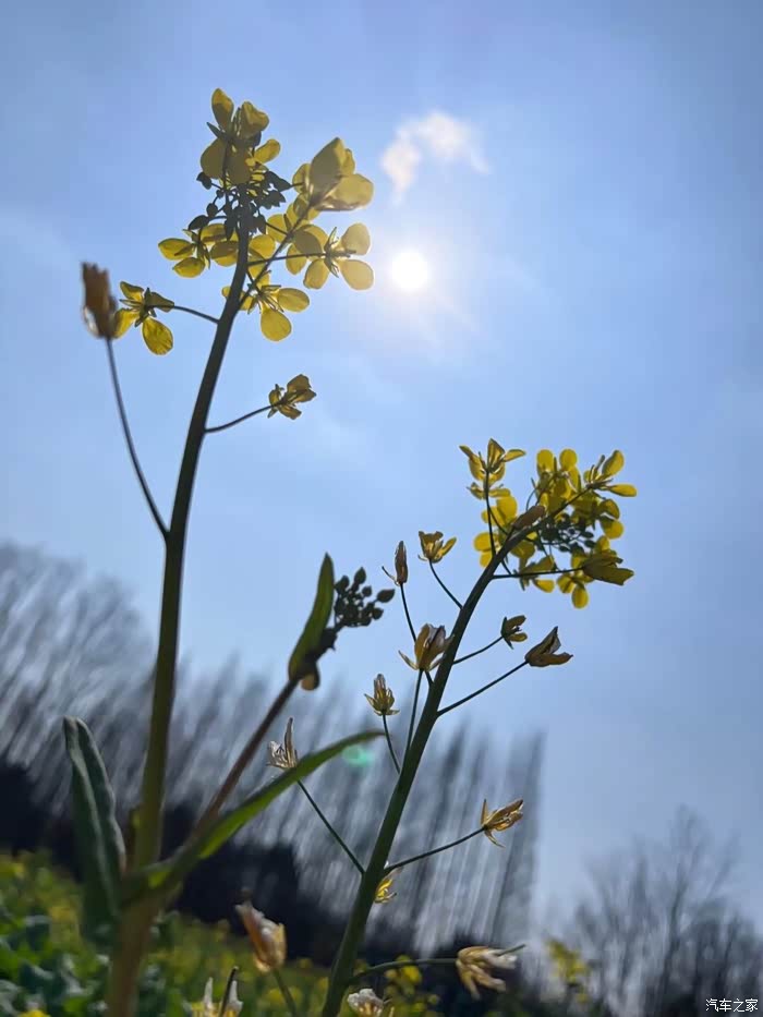 早春沐浴阳光出门赏花精神爽