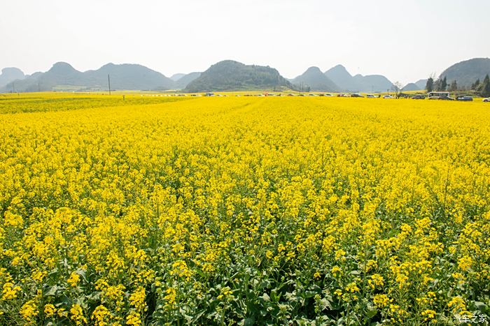 罗平油菜花海观赏地小法郎村