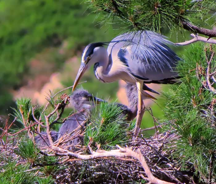【图】苍鹭峰景区拍苍鹭_河北论坛_汽车之家论坛