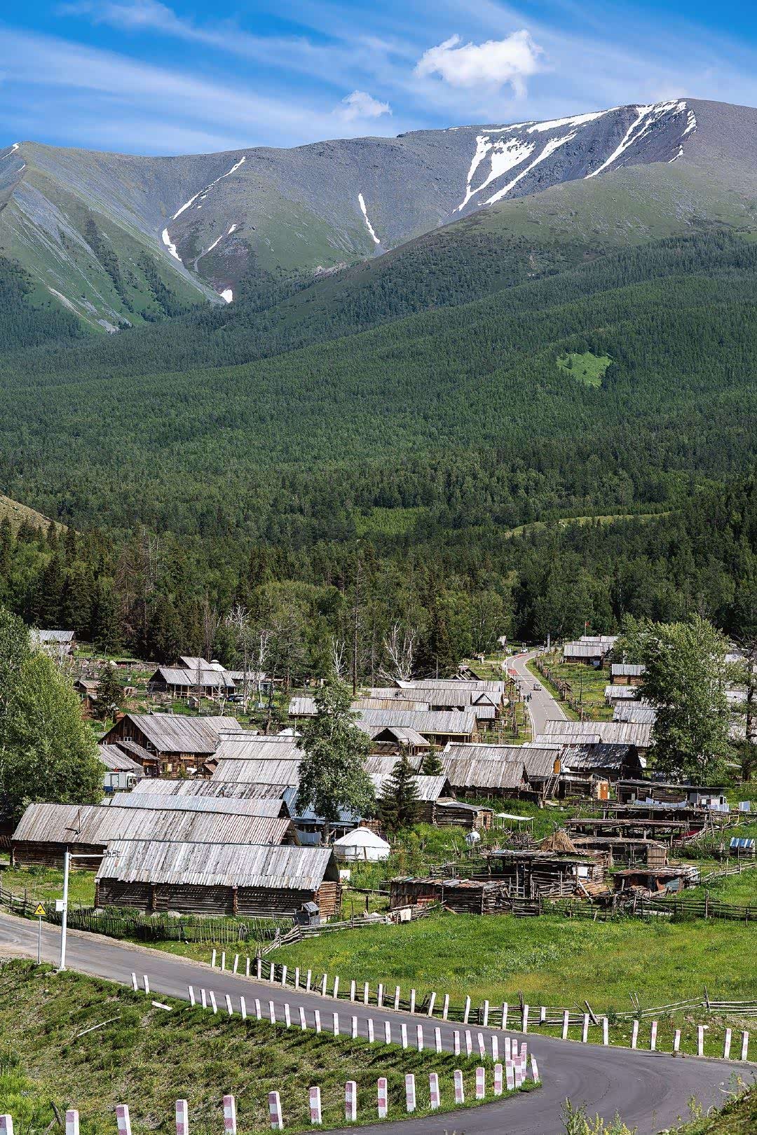 白桦林间感慨·若是秋日时节来到的该有多好啊!