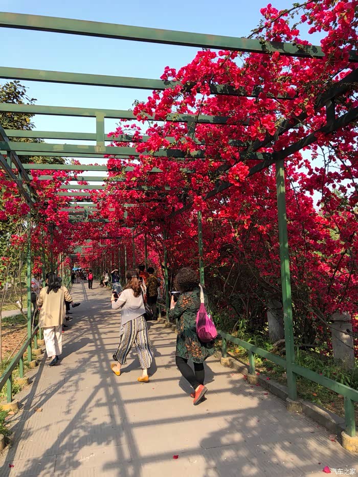 【无锡长安车友会】踏青寻芳,那抹怒放的三角梅