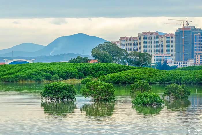 【图】自驾打卡泉州红树林湿地公园_朗行论坛_汽车之家论坛