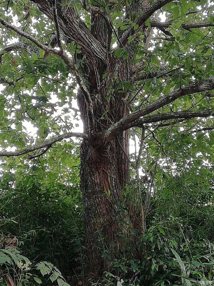 一棵很大的金钩树,金钩子已经早已没有了.