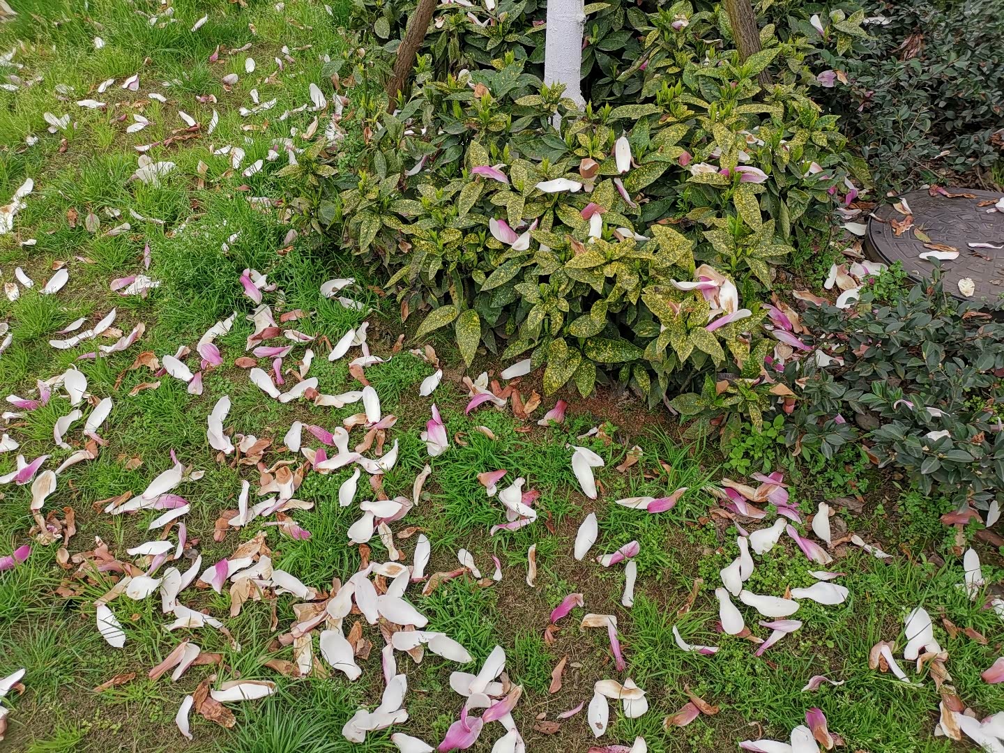 刚进入春天,枝头的花瓣已经开始掉落