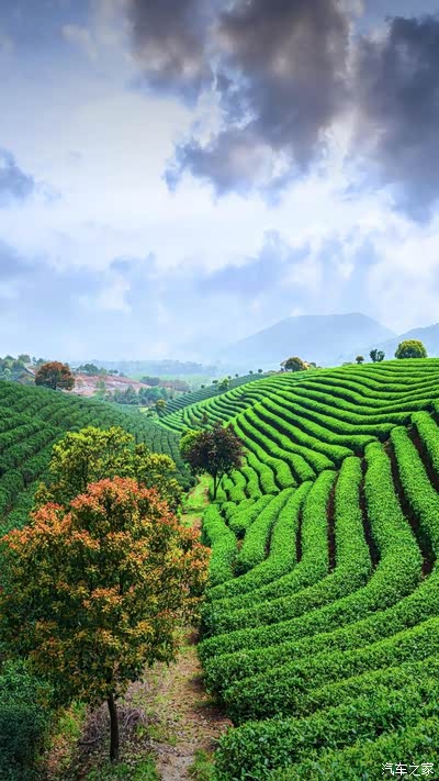 图 茶园美景欣赏