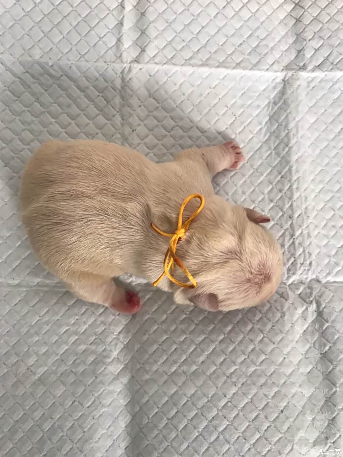 欣赏一下刚出生的法国斗牛犬