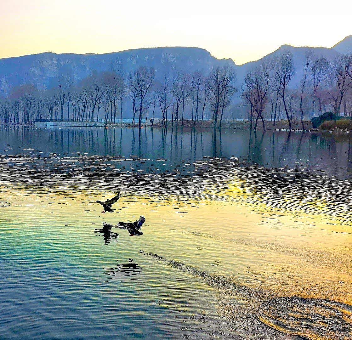 易水河畔的群鸭戏水已形成一道风景
