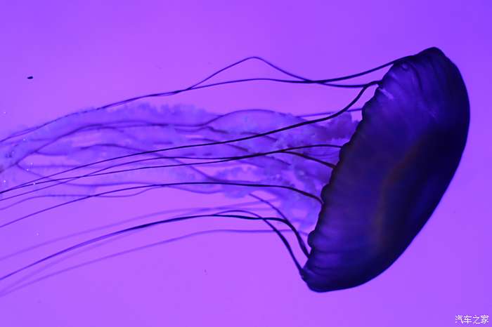 管水母目,是地球上体长最长的动物,是水母和珊瑚虫的近亲,某些种群的