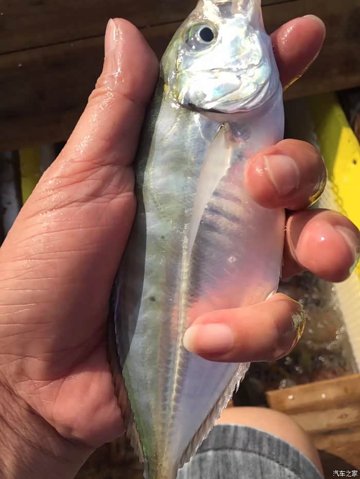 金秋九月,海以成行,猎鲨行动