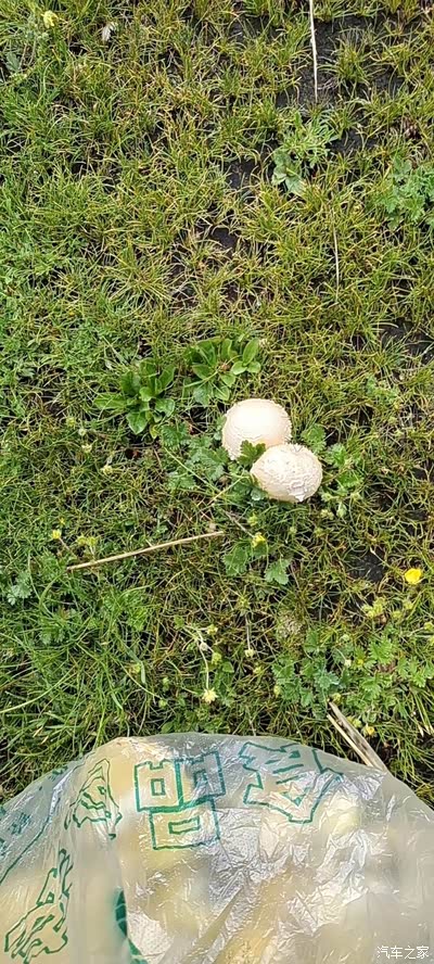 q2l在夏天的藏北高原日常周末采金蘑菇篇加冰川一日游