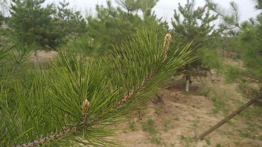 抽枝长叶的松树!