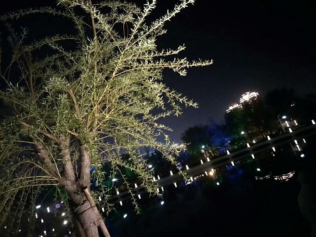 大连植物园夜景图片图片