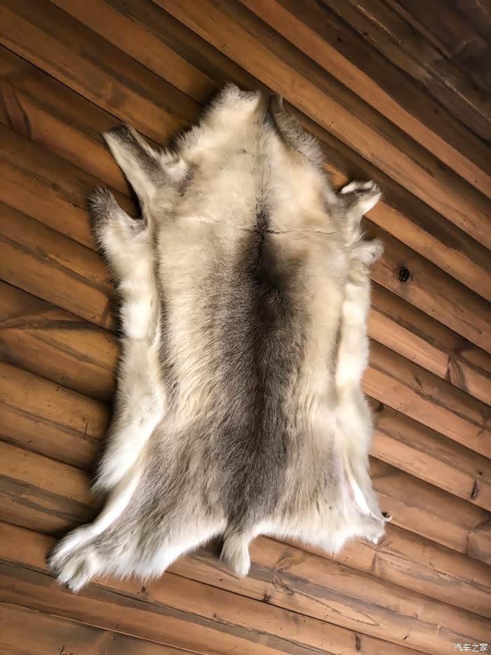 据说是狼皮