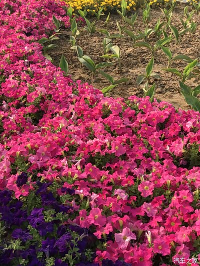 【精华达人大评比】石家庄鹿泉区十里花廊游玩