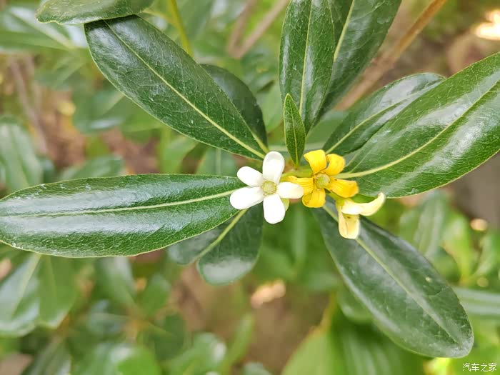 香味浓郁的十里香花