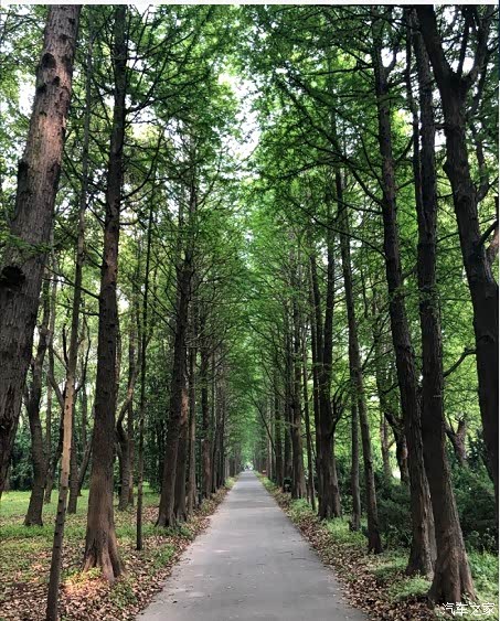 公园树木林立,林荫小道,好久没有看到这样的景色了.