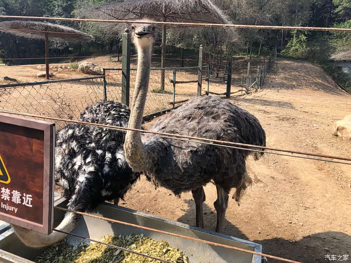 十一放大假森林动物园好热闹啊