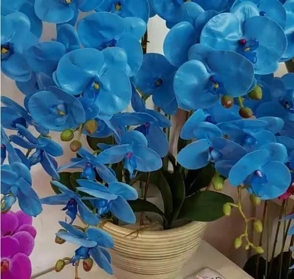 蝴蝶兰各种颜色都有,甚是美丽的.