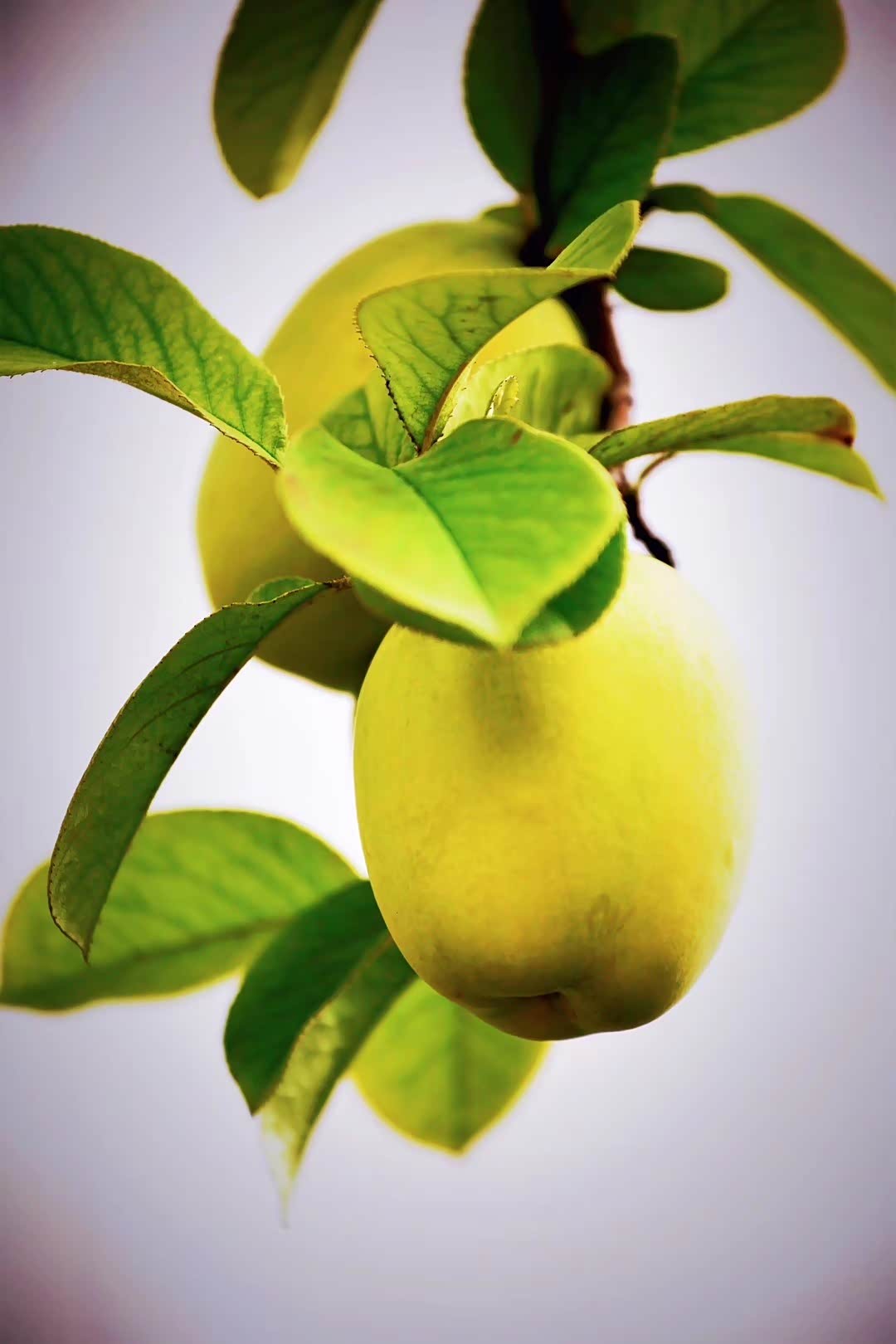 带你逛京城金黄色的果实像一只只小灯笼挂在树上