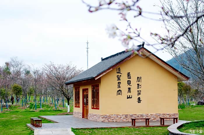 磐安双溪乡樱花