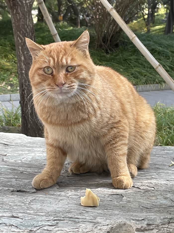 北海公园里的大黄猫