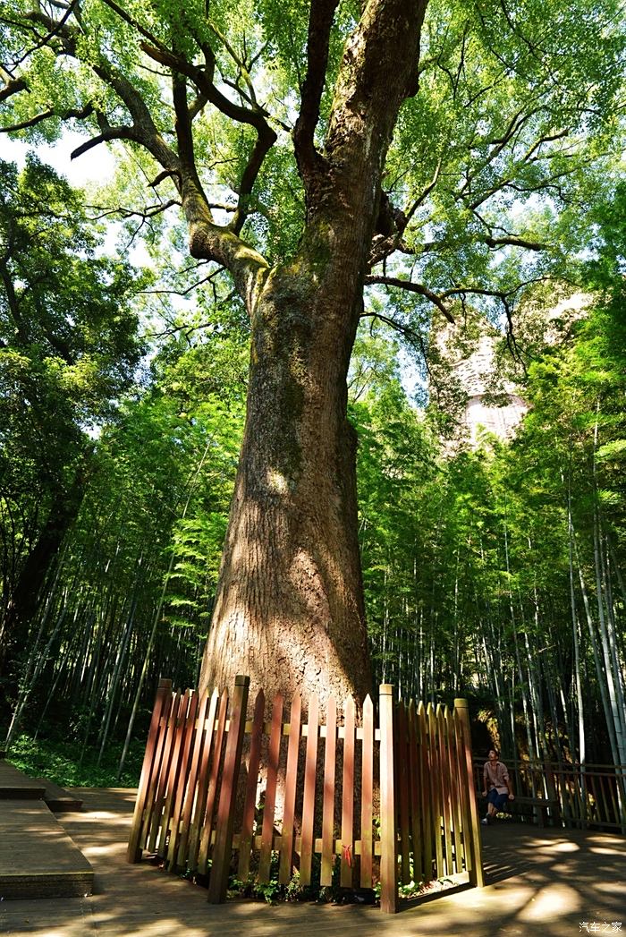 穿过竹林,有一个古树,枝干粗壮,是一棵千年古樟,古木参天