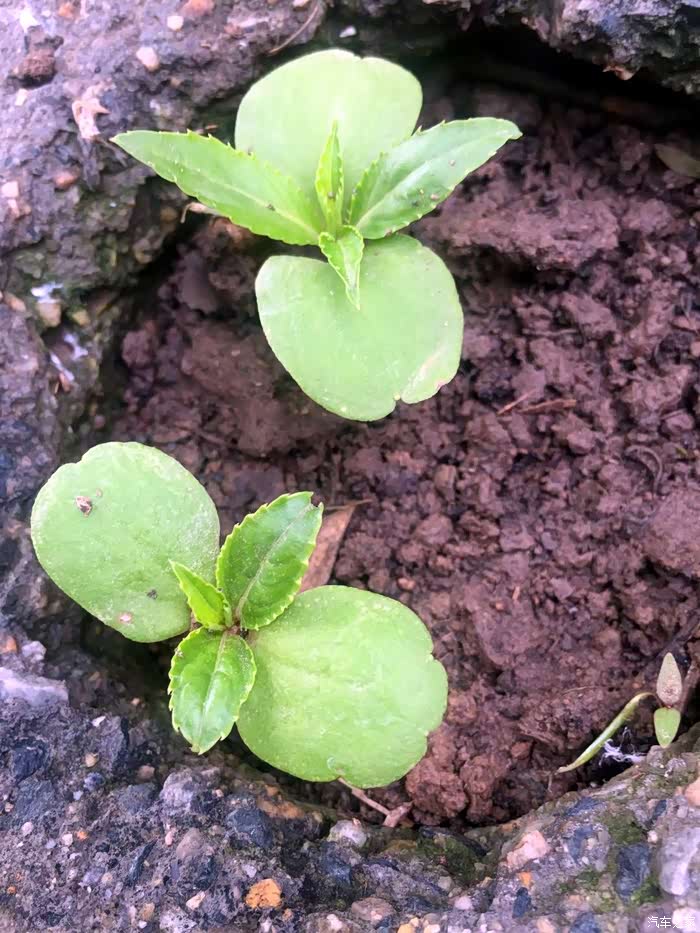 老家心中最不舍的挂念