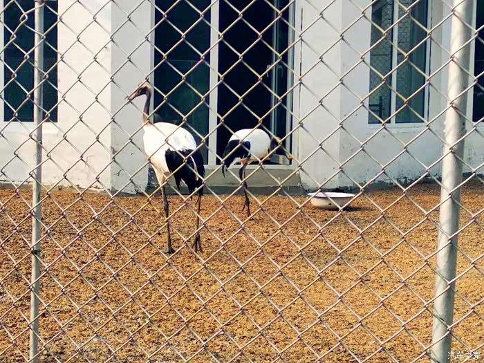 【吉林市长安车友会】吉林市动物园一日游