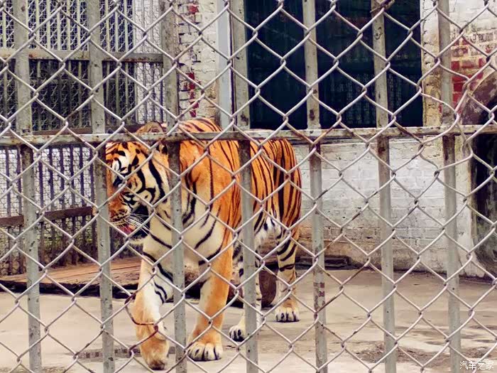 吉林市长安车友会吉林市动物园一日游