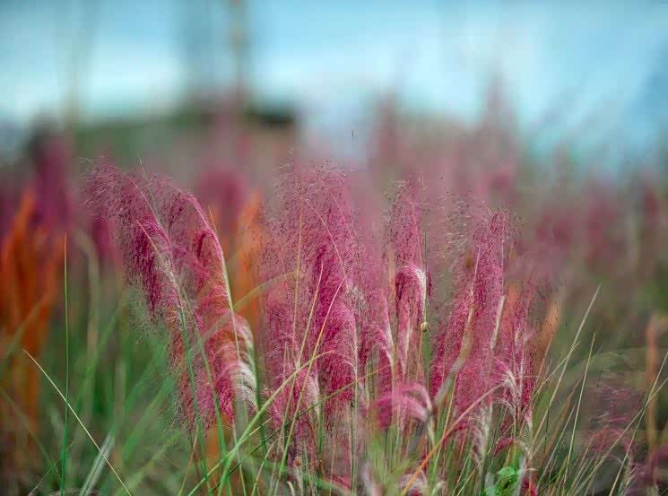 粉黛子,又叫粉黛乱子草,花呈云雾状粉色花絮,9-11月开花