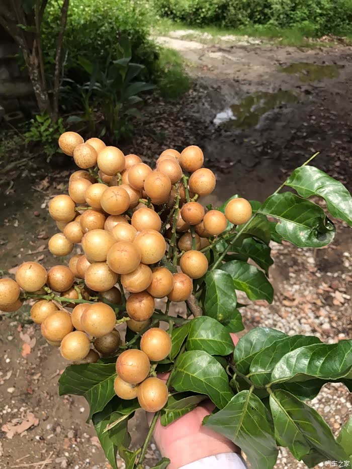 黄皮黄了荔枝红了