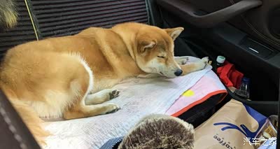 一车一狗携女神自驾x1川进青出一万公里冬游西藏把车开废