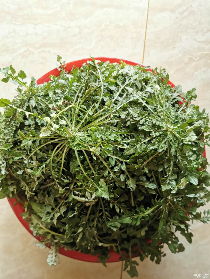 澡今天吃过中午饭以后,到小区附近的地里挖了一袋子野菜,其中有泥胡菜