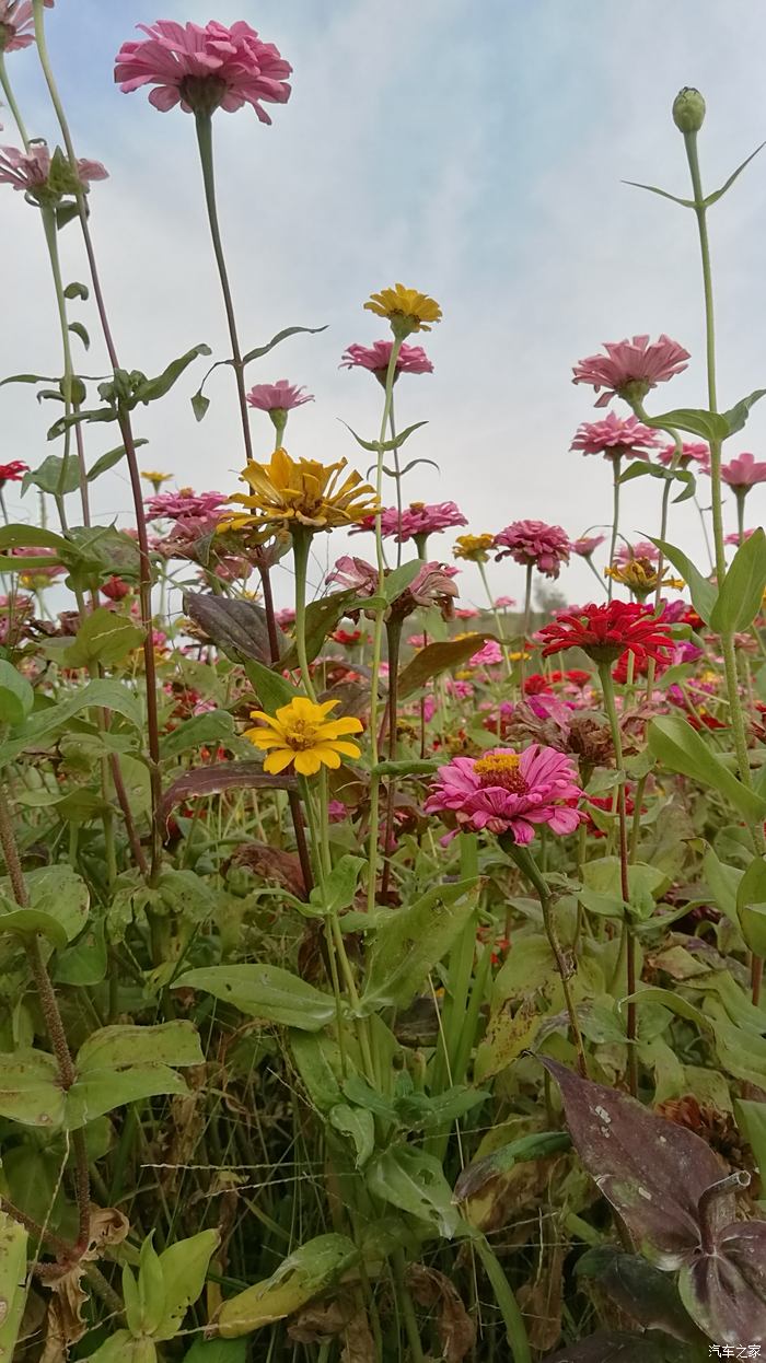 植物.隨拍;多花.白日菊