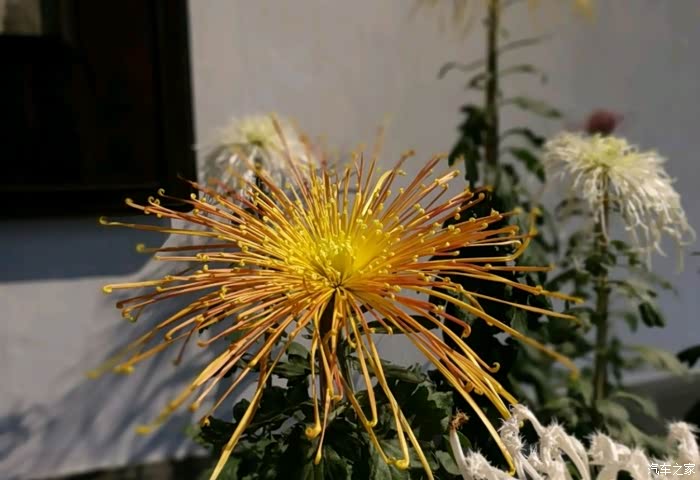 这个比较饱满的就是大叶菊了吧