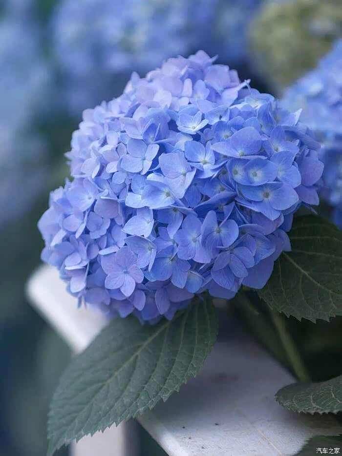 绣球花一种颜色好看的花朵.