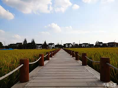 无锡长安suv联盟092游苏州最美稻田稻香公园