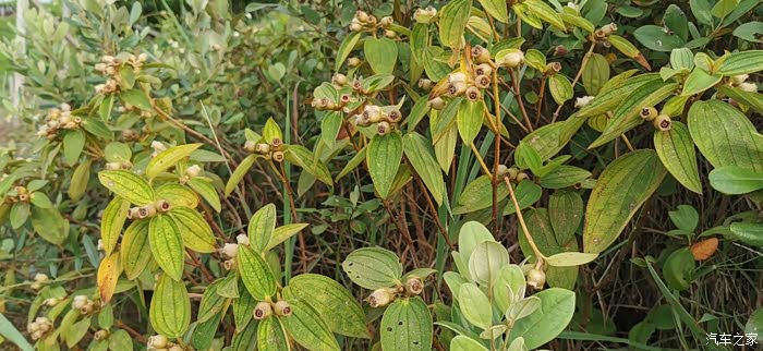 回忆小时候吃过的野果系列野牡丹果儿时的乐趣