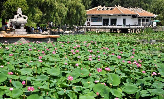 北山公园是吉林市著名旅游胜地夏季湖中荷花盛开微风起时好美